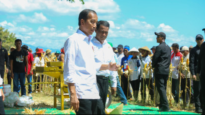 Presiden Panen Jagung bersama Mentan di Sumbawa, Jokowi Tekankan Keseimbangan Harga