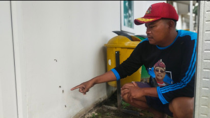 Hama Ulat Bulu Serang Ratusan Rumah Penyintas Semeru, Aktivitas Warga Terganggu