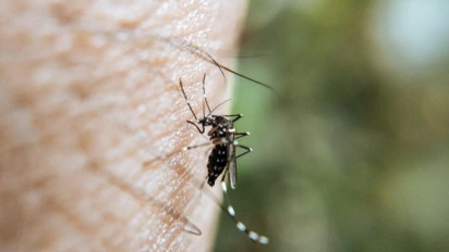 Wajib Tahu! Ternyata Gejala DBD pada Penyintas Covid-19 Berbeda, Begini Penjelasan Kemenkes