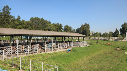 Catat! Semua Hewan Potong Wajib Bersertifikasi Halal Paling Lambat 17 Oktober 2024, Mendag: Tidak Boleh Ditawar Lagi