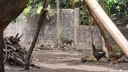 Monyet Masuk Permukiman di Sleman Efek Suhu Panas, Ini Penjelasan Taman Nasional Gunung Merapi