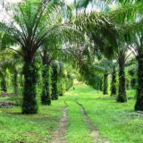 Wamenhut: 3,32 Juta Hektar Hutan Indonesia Berubah Jadi Lahan Sawit, Termasuk di Kawasan Konservasi dan Hutan Lindung