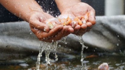 Hadiah Tahun Baru Prabowo untuk Petani Tambak Indonesia