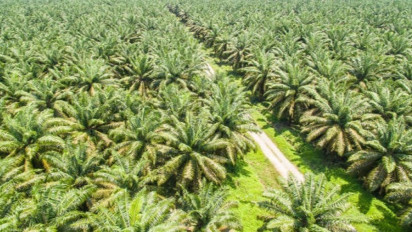 Kalbar Punya Potensi EBT 300 MW dari Limbah Cair Kelapa Sawit, Padahal Bisa Setara Listrik Ratusan Ribu Pelanggan Tapi Belum Dimanfaatkan