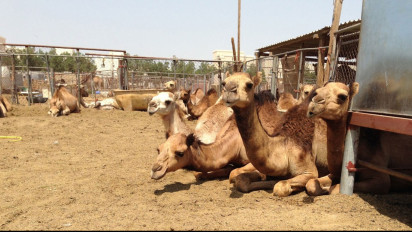 Bukan Dilarang tapi Waspada MERS-CoV yang Bisa Ditularkan Langsung dari Unta ke Manusia, Ini Caranya untuk Melindungi Diri