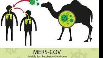Jemaah Indonesia Waspada MERS-Cov di Arab Saudi, Ahli Epidemiologi Anjurkan Tak Ada Kunjungan ke Unta