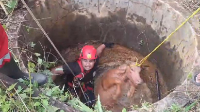 Dramatis Evakuasi Sapi Masuk Sumur, Petugas Sempat Ditendang