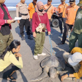 Keluar Darah dan Luka, Penyu Lekang Ditemukan Mati Terdampar di Pantai Glagah Kulon Progo