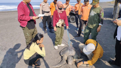 Keluar Darah dan Luka, Penyu Lekang Ditemukan Mati Terdampar di Pantai Glagah Kulon Progo