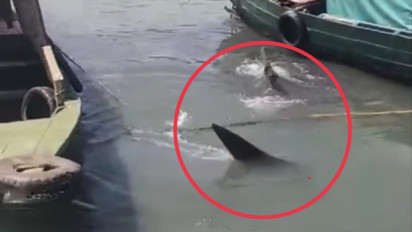 Hiu Tutul Tiba-tiba Muncul di Pesisir Laut Gresik, Gegerkan Nelayan Blandongan