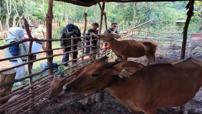 Jelang Idul Adha 1445 H, Hewan Kurban Sultra Stoknya Mencukupi