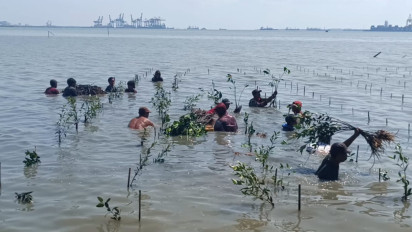 Cegah Banjir Air Rob Akibat Gelombang Pasang Air Laut, Nelayan Morokrembangan Tanam Mangrove di Bibir Pantai