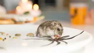 tikus