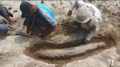 Gading Gajah Purba Diprediksi Berusia Ratusan Ribu Tahun Ditemukan Warga di Sungai Bengawan Solo