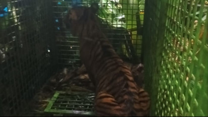 Tim Gabungan Tangkap Harimau Sumatera di TNBBS yang Terkam Warga Lampung Barat