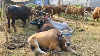 Jelang Hari Raya Iedul Adha 1445 H, Lapak Penjual Hewan Kurban Mulai Ramai di Tangerang
