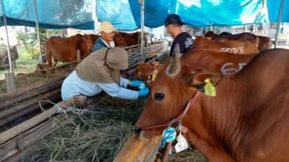 Jelang Idul Adha, 180 Mahasiswa FKH UGM Diturunkan Cek Kesehatan Hewan Kurban