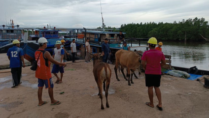 Tidak Miliki Dokumen, 20 Sapi Asal Jambi Ditolak Masuk ke Tanjungpinang
