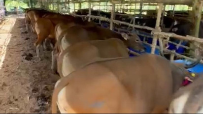 Jelang Idul Adha, Warga Palembang Diminta untuk Tidak Beli Hewan Qurban di Pinggir Jalan