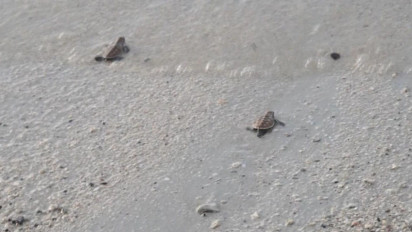 Pelestarian Penyu, Puluhan Wisman Lepas Ratusan Tukik di Pantai Lagoi Bintan