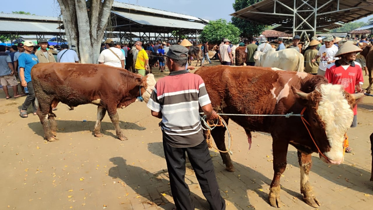 Harga Sapi Kurban di Gunungkidul Naik Hingga Rp.4 Juta, Paling Diminati Kisaran Harga Rp.15 - 20 Juta
            - galeri foto