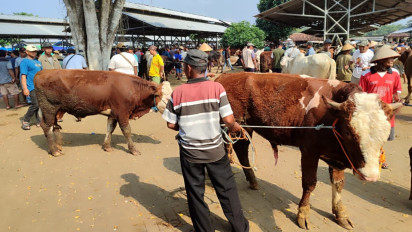 Harga Sapi Kurban di Gunungkidul Naik Hingga Rp.4 Juta, Paling Diminati Kisaran Harga Rp.15 - 20 Juta