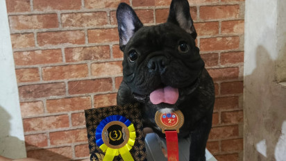 Kisah French Bulldog Adopsi Berhasil Menangkan Perlombaan Ketangkasan Anjing