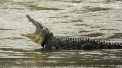 Dikenal Ganas dan Pernah Terkam Dua Warga, Buaya Sepanjang Dua Meter di Mamuju Berhasil Ditangkap