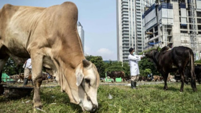 KPKP DKI Jakarta Tegaskan Tak Ada Hewan Kurban Terdeteksi Antraks