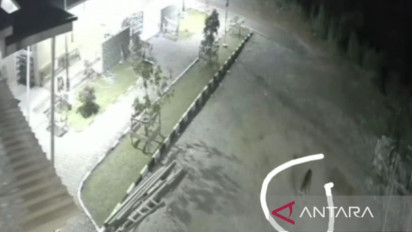 Seekor Harimau Sumatera Terekam Kamera CCTV Masjid di Lubuk Selasih Solok