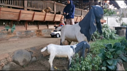 Perawatan Tak Biasa, Kambing di Dusun Pohjejer Sidoarjo Diberi Pakan Kangkung, Jagung, Tahu dan Kedelai