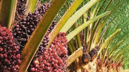 Dapat Dana Bagi Hasil Kelapa Sawit Rp14,9 Miliar dari Pemerintah Pusat, Pemkab Mukomuko: Kami Baru Menerima Bagian Tahap Pertama