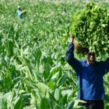 Terancam Kehilangan Penghasilan, Petani Tembakau di Bondowoso Menolak Rancangan Penyeragaman Kemasan oleh Kemenkes