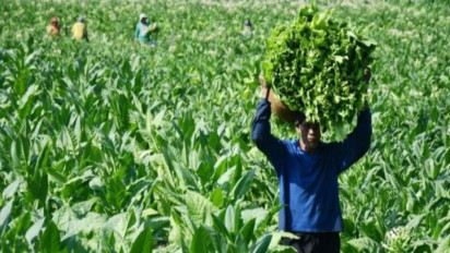 Pakar Ingin RI Tak Terpengaruh Agenda Global Soal Industri Tembakau