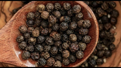 Empat Eksportir Kuasai Pembelian Lada Hitam di Provinsi Lampung, KPPU Turun Tangan Selidiki Indikasi Oligopsoni