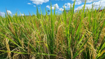 Kementan Siapkan 90 Ton Benih Padi-Jagung untuk Dongkrak Produktivitas Petani, Simak Kriteria untuk Bisa Klaim