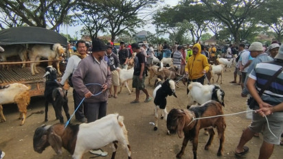 Jelang Idul Adha, Penjualan Kambing Kurban di Pasar Hewan Wlingi Blitar Meningkat