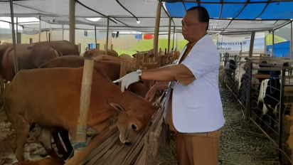 DKPP Surabaya Lakukan Pemeriksaan pada Hewan Kurban, Banyak Ditemukan Sakit Mata dan Diare