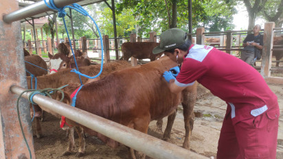 Awasi Hewan Kurban, Dinas Peternakan Kabupaten Blitar Terjunkan 273 Petugas Kesehatan
