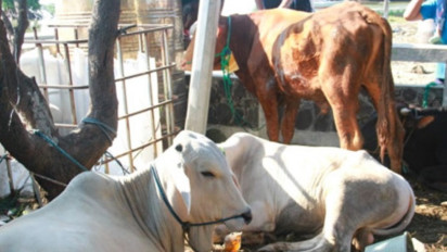 Tegas, DPRD DKI Desak Semua Warga Jakarta: Tolong Jangan Buang Limbah Hewan Kurban ke Selokan