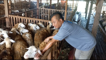 Jelang Idul Adha, Pedagang Domba di Tegal Murung Penjualan Turun 50 persen