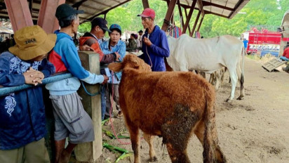 Jelang Idul Adha, Harga Hewan Kurban di Situbondo Naik 15-20 Persen