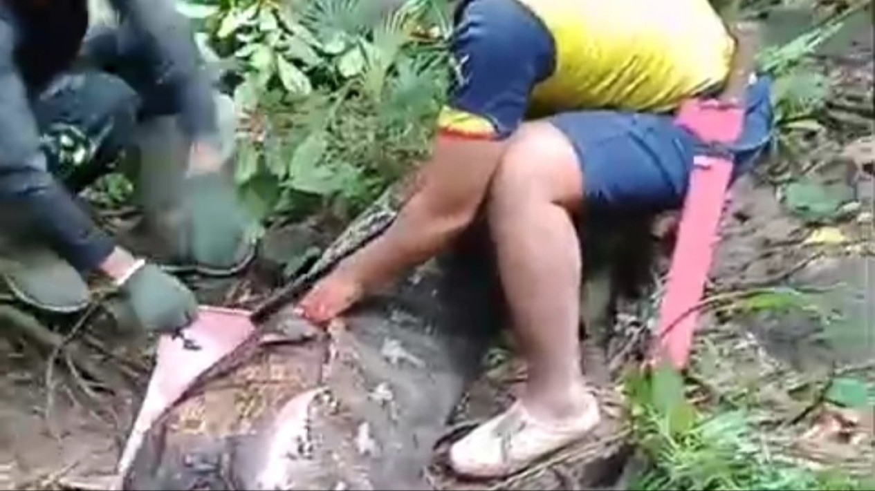 Ngeri, Ibu Rumah Tangga di Sidrap Tewas Ditelan Ular Phyton 7 Meter
            - galeri foto