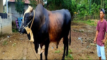 Jokowi Kurban Sapi Berbobot 1 Ton untuk Gorontalo