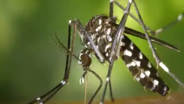 Ilustrasi Nyamuk Demam Berdarah Dengue (DBD)