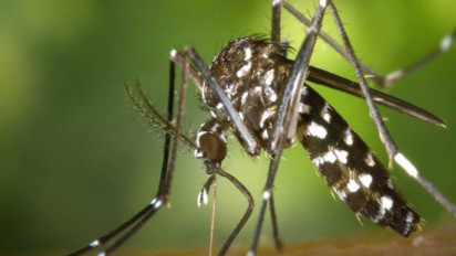 DPRD Jakarta Sentil Pemprov DKI Soal Denda Rp50 Juta Apabila Ada Jentik Nyamuk DBD di Rumah Warga