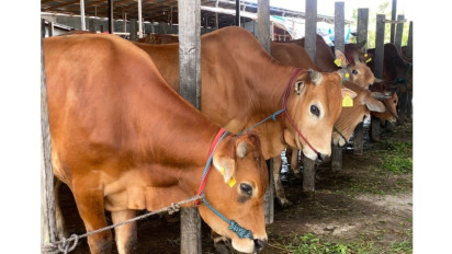 Pemkab Kotim Awasi Ketat Hewan Qurban Dari Luar Daerah