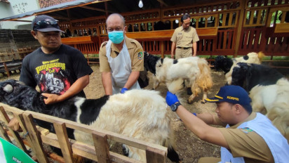 Penjual Hewan Kurban Dadakan Disasar Dinas Pertanian Banyuwangi, Cek dan Beri Sertifikat Veteriner
