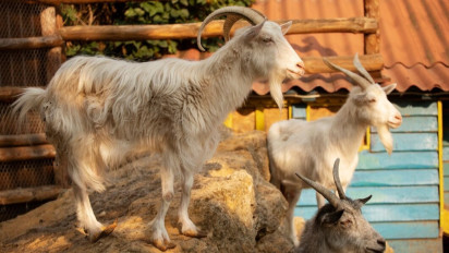 Teks Khutbah Idul Adha 2025: Kurban Tak hanya Menyembelih, Makna Hakiki Sesungguhnya dari Kisah Nabi Ibrahim AS