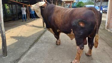 Ini Sapi Kurban Jokowi di Palembang, Beratnya 1,1 Ton Lebih